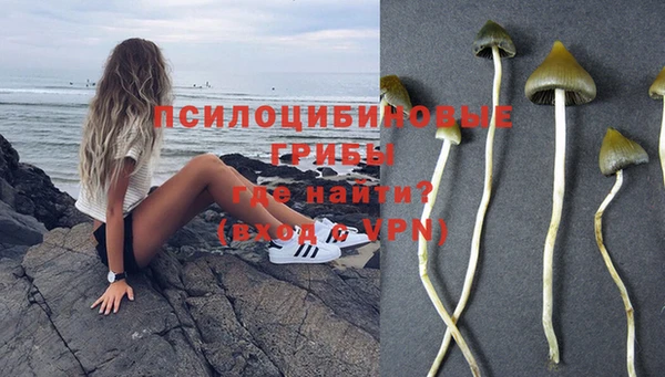 прущие грибы Бронницы